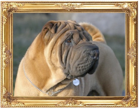 Shar Pei1.jpg