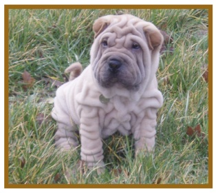 Shar Pei3.jpg