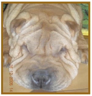 Shar Pei5.jpg