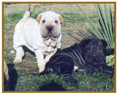 Shar Pei7.jpg