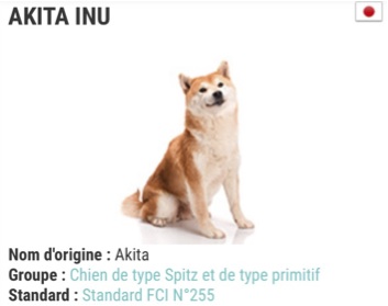 Akita1.jpg