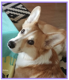 Corgi2.jpg