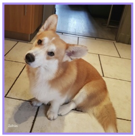 Corgi3.jpg