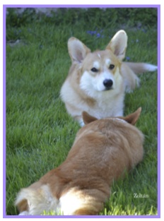 Corgi5.jpg