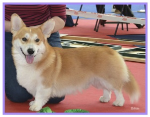 Corgi9.jpg