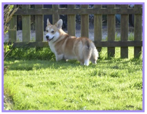 Corgi11.jpg