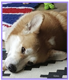 Corgi12.jpg