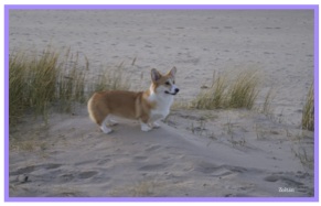 Corgi13.jpg