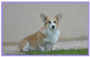 Corgi14.jpg