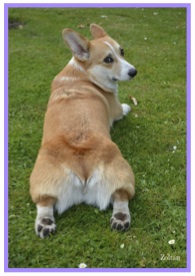 Corgi17.jpg