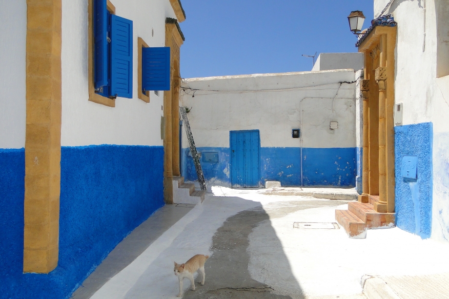 Whitewashed_Street_with_Cat_-_Kasbah_-_Rabat_-_Morocco_-_01.jpg