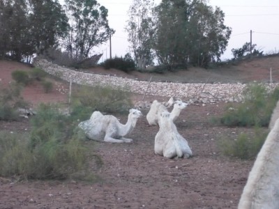 laferme aux chameaux6.jpg