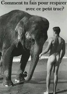 ELEPHANT ET HOMME.jpg