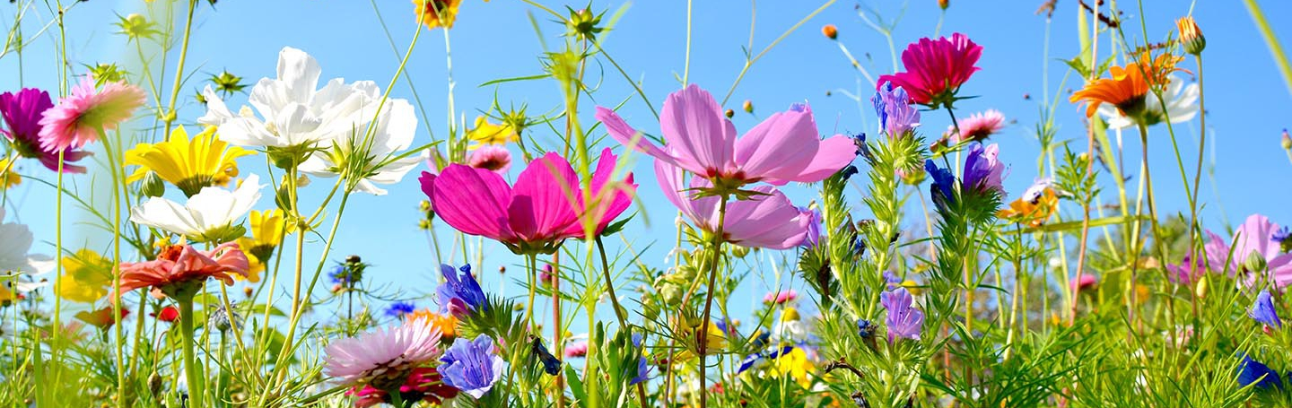 Le potager de Armelle