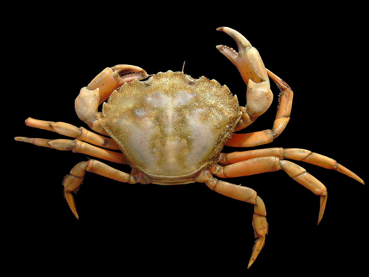 crabe vert.jpg