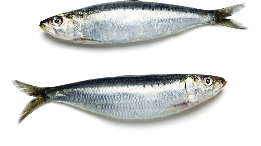sardines.jpg