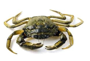 crabe.PNG