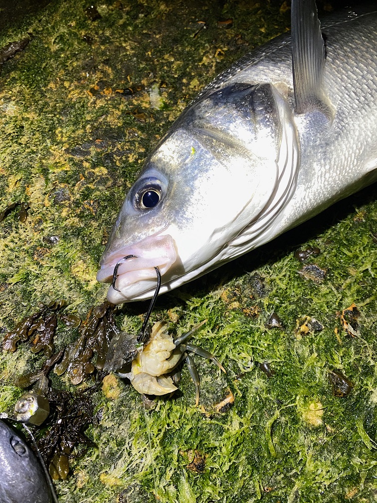 peche du bar au crabe mou.JPG