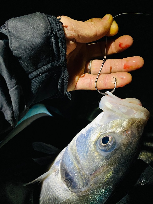 hameçon circle hook sunset fishing.jpg