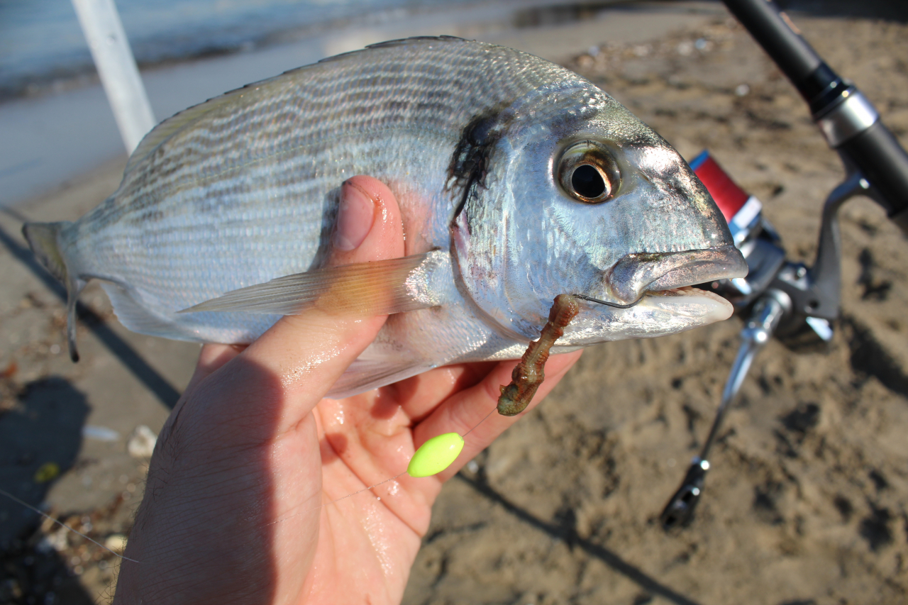 Choisir ses perles flottantes en fonction du poisson - Sunset Fishing