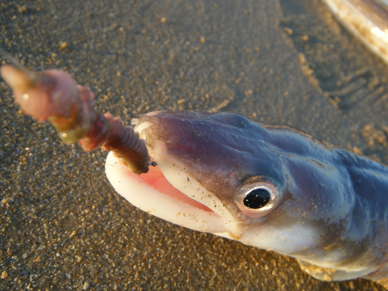 Surfcasting : deux cannes suffisent - Peche et Poissons