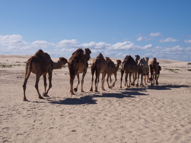 Le sahara en Australie - Worimi National Park