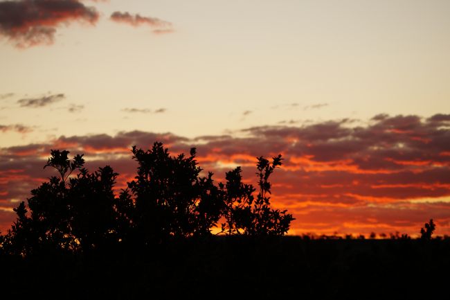 Les mandariniers - Gayndah