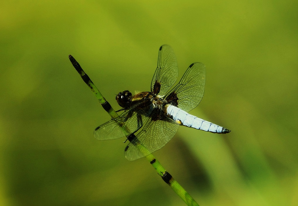 LIBELLULIDAE Libellula depressa 2 (libellule déprimée mâle).JPG