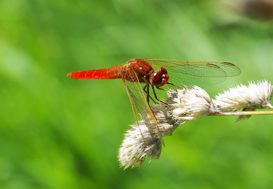 LIBELLULIDAE Crocothemis erythrea 1 (crocothémis écarlate mâle).JPG