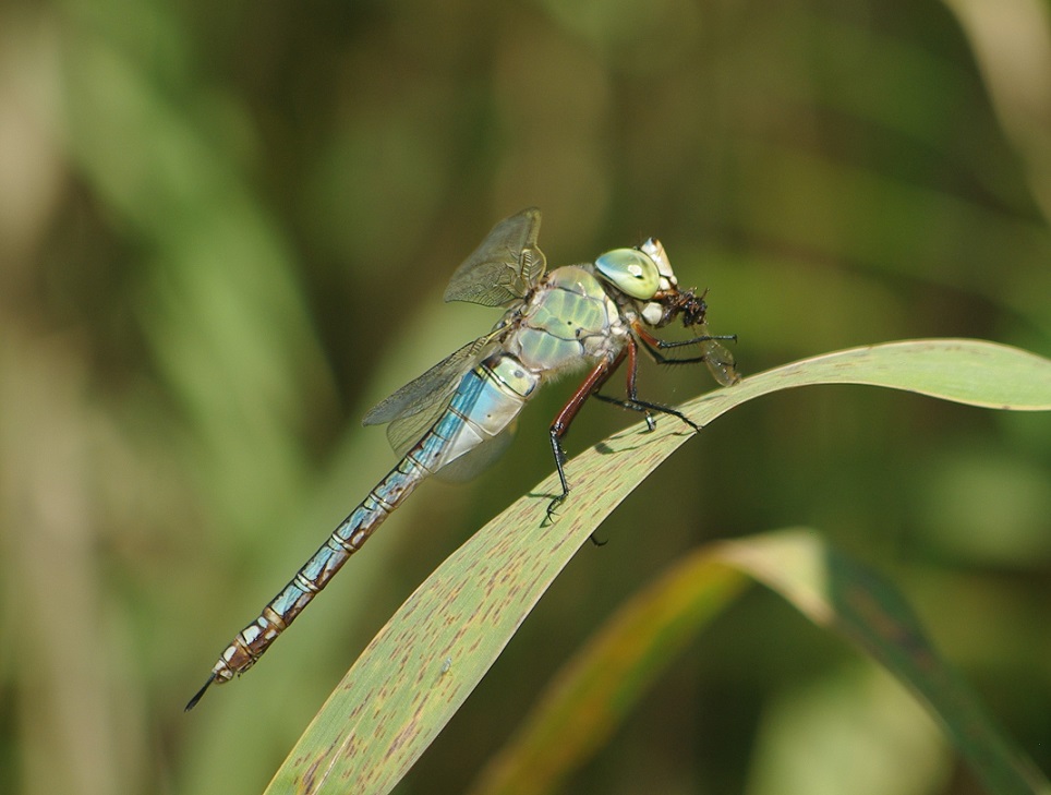 AESHNIDAE Anax imperator 2 (anax empereur).JPG