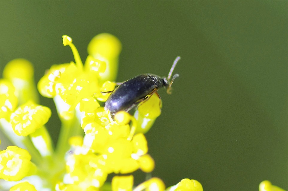 MORDELLIDAE Variimorda sp. (mordelle).JPG