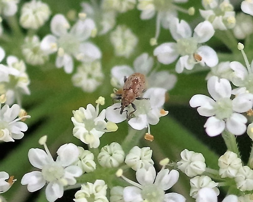 ERIRHINIDAE Notaris sp..JPG