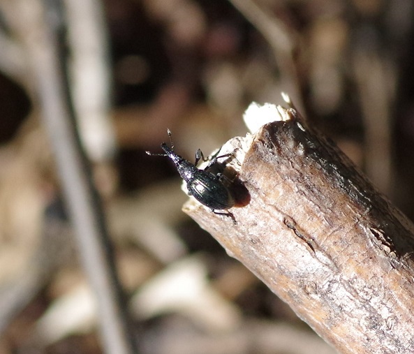 APIONIDAE Holotrichapion sp. 2.JPG