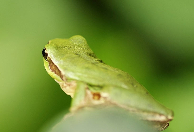 ANURA HYLADAE Hyla meridionalis (rainette méridionale).JPG