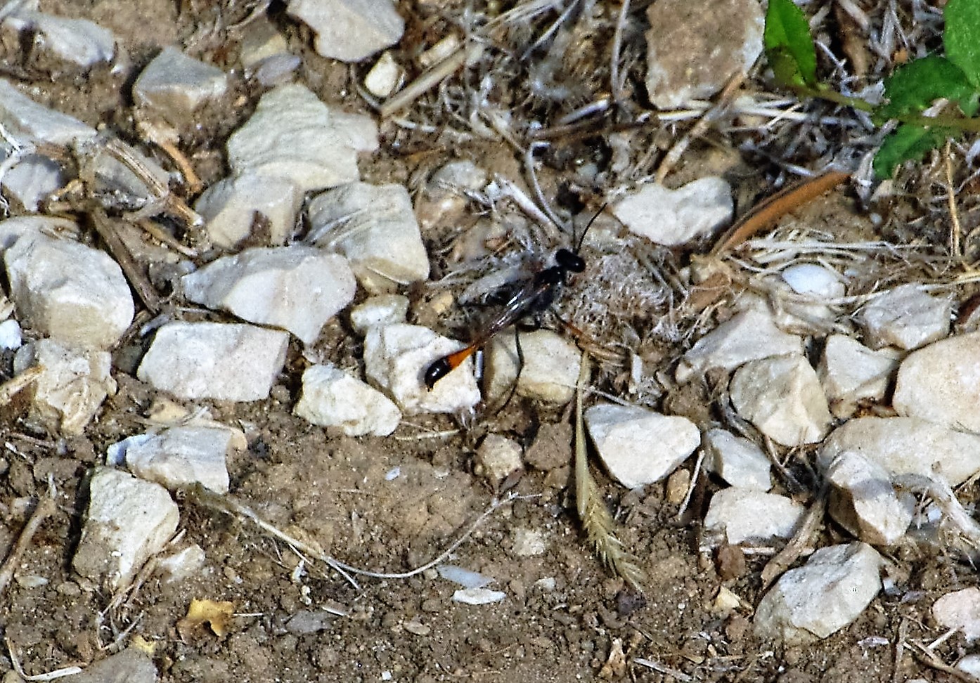 SPHECIDAE Ammophila heydeni.JPG