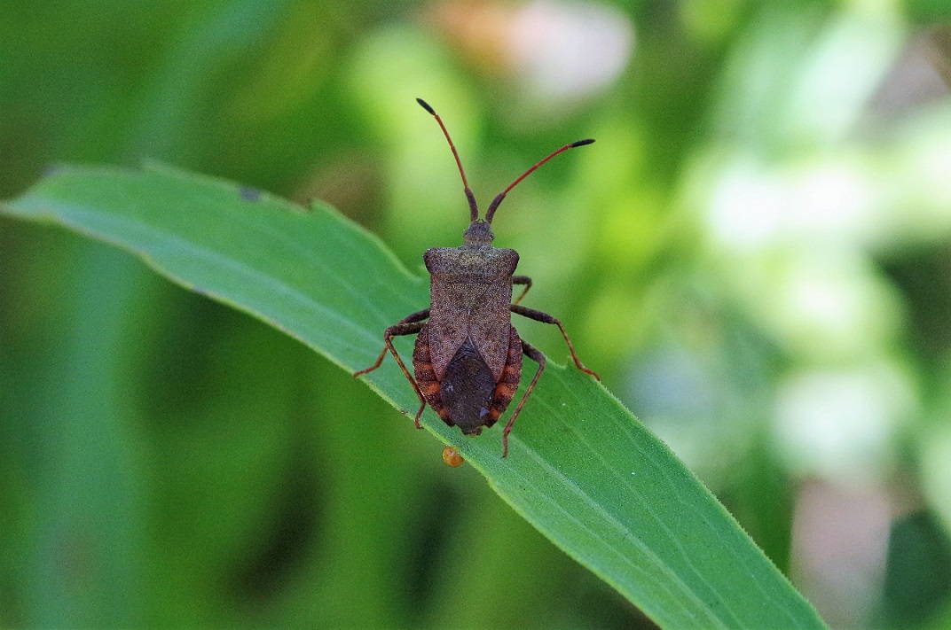 COREIDAE Coreus marginatus 2.JPG