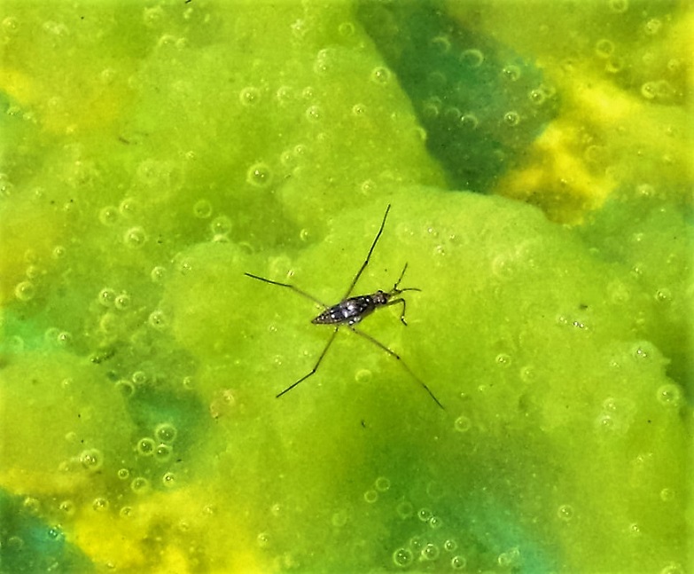 GERRIDAE Gerris lacustris (patineur).JPG