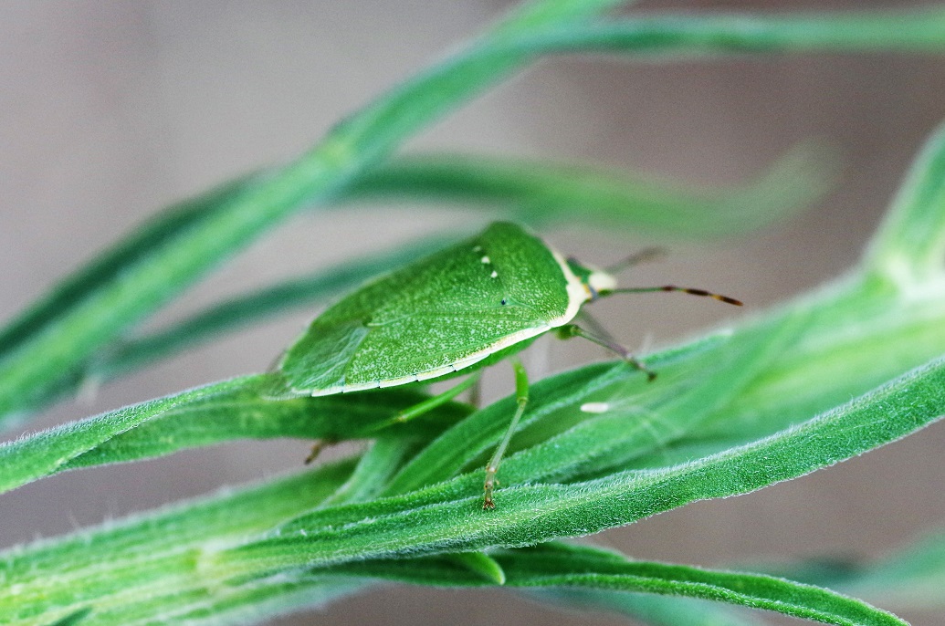 PENTATOMIDAE Nezara viridula 2 (punaise verte ponctuée).JPG