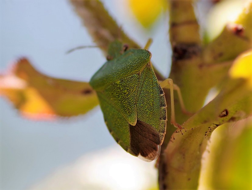 PENTATOMIDAE Palomena prasina (punaise verte).JPG