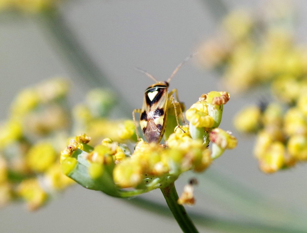 MIRIDAE Orthops basalis.JPG