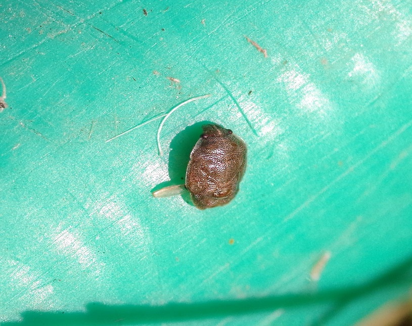 PENTATOMIDAE Sciocoris sideritidis.JPG