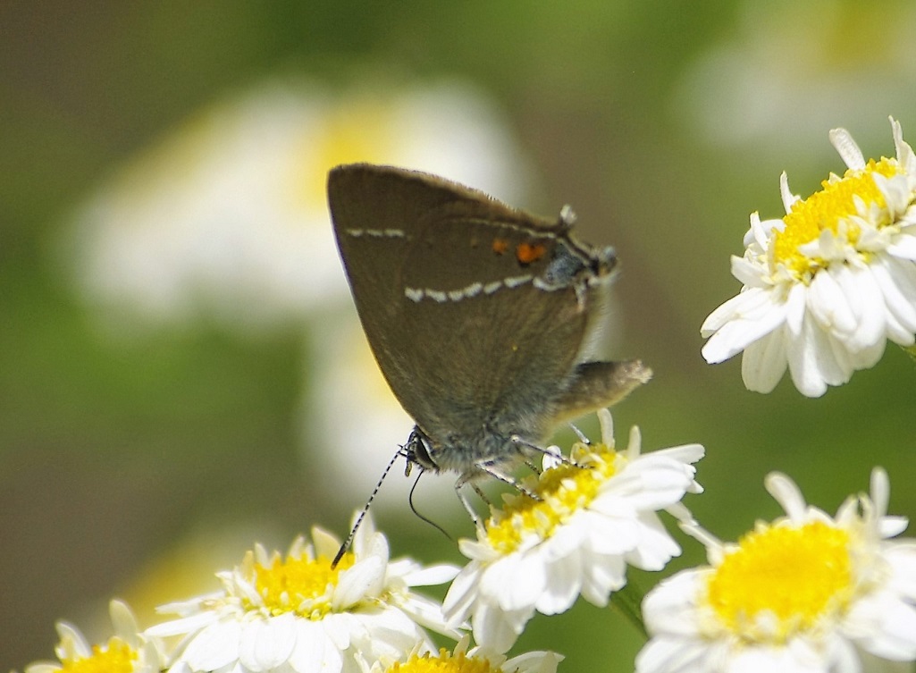 LYCAENIDAE Satyrium spini 2 (thècle des  nerpruns).JPG