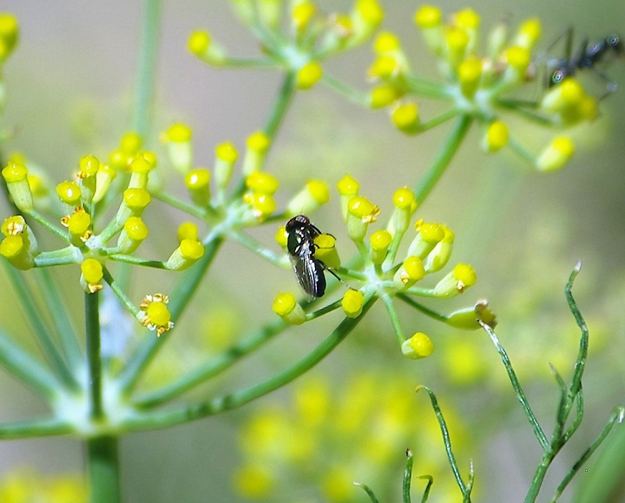 CALLIPHORIDAE Chrysomia albiceps 2.JPG