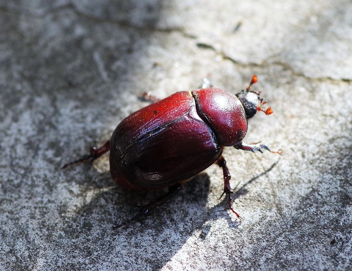 DYNASTIDAE Phyllognathus excavatus 1 (rhinoceros femelle).JPG