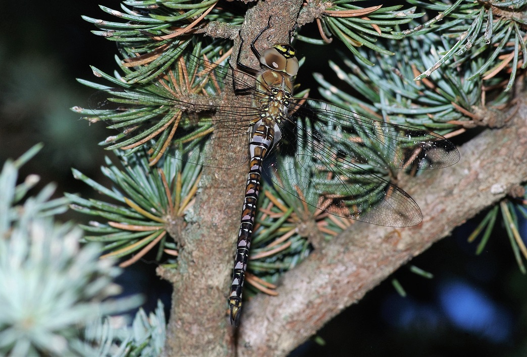 AESHNIDAE Aeshna mixta 2 (aeschne mixte jeune mâle).JPG