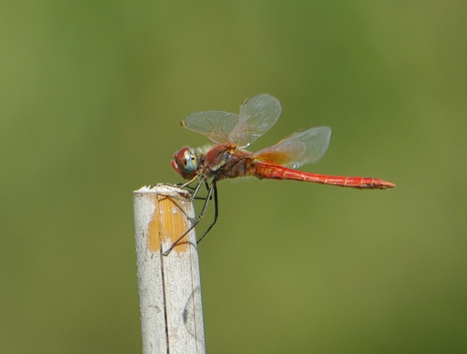 LIBELLULIDAE Sympetrum fonscolombii 10 (sympetrum à nervures rouges mâle).JPG