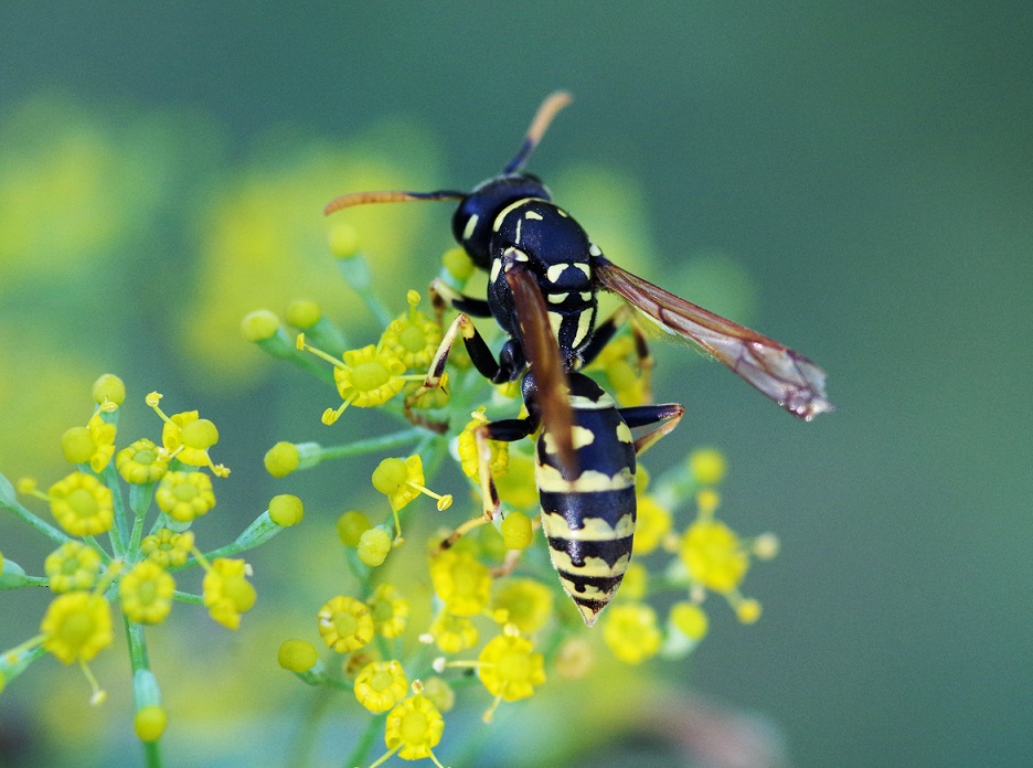 VESPIDAE Polistes gallicus 1 (poliste gaulois).JPG