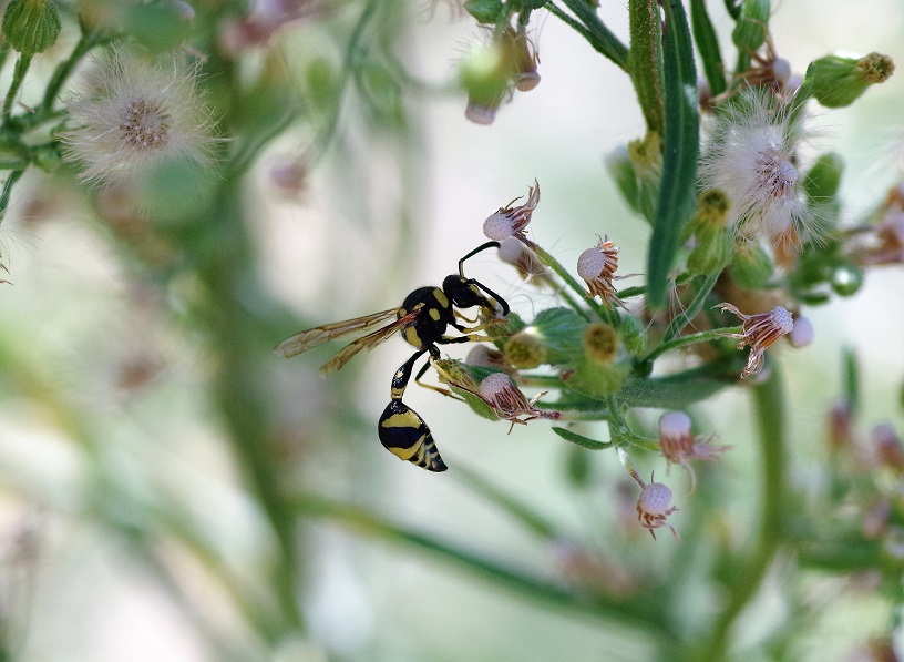 VESPIDAE Eumenes mediterraneus 1.JPG