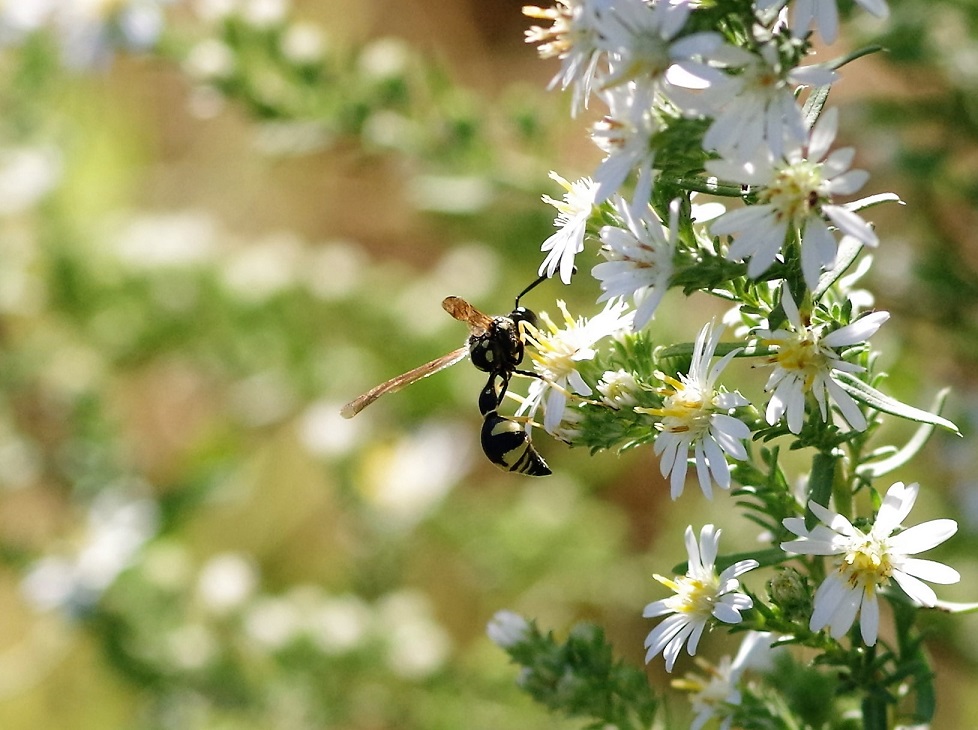 VESPIDAE Eumenes coarctatus.JPG