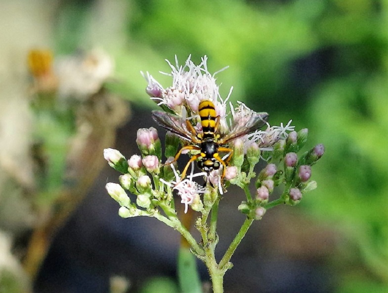 CONOPIDAE Conops ceriaeformis 1.JPG